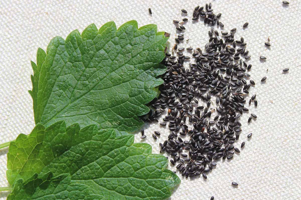 A horizontal shot of green lemon balm leaves and a clump of black seeds set on a white paper towel.