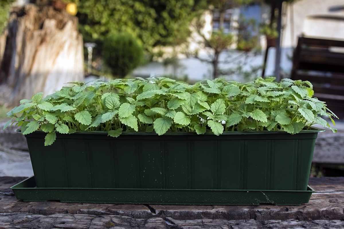 A horizontal image of green lemon balm leaves growing in a rectangular green planter box outdoors.