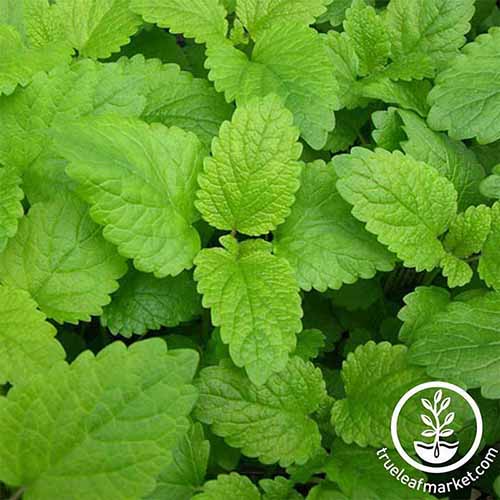 A square shot of green lemon balm leaves from overhead, with the white insignia of True Leaf Market in the lower right-hand corner of the image.
