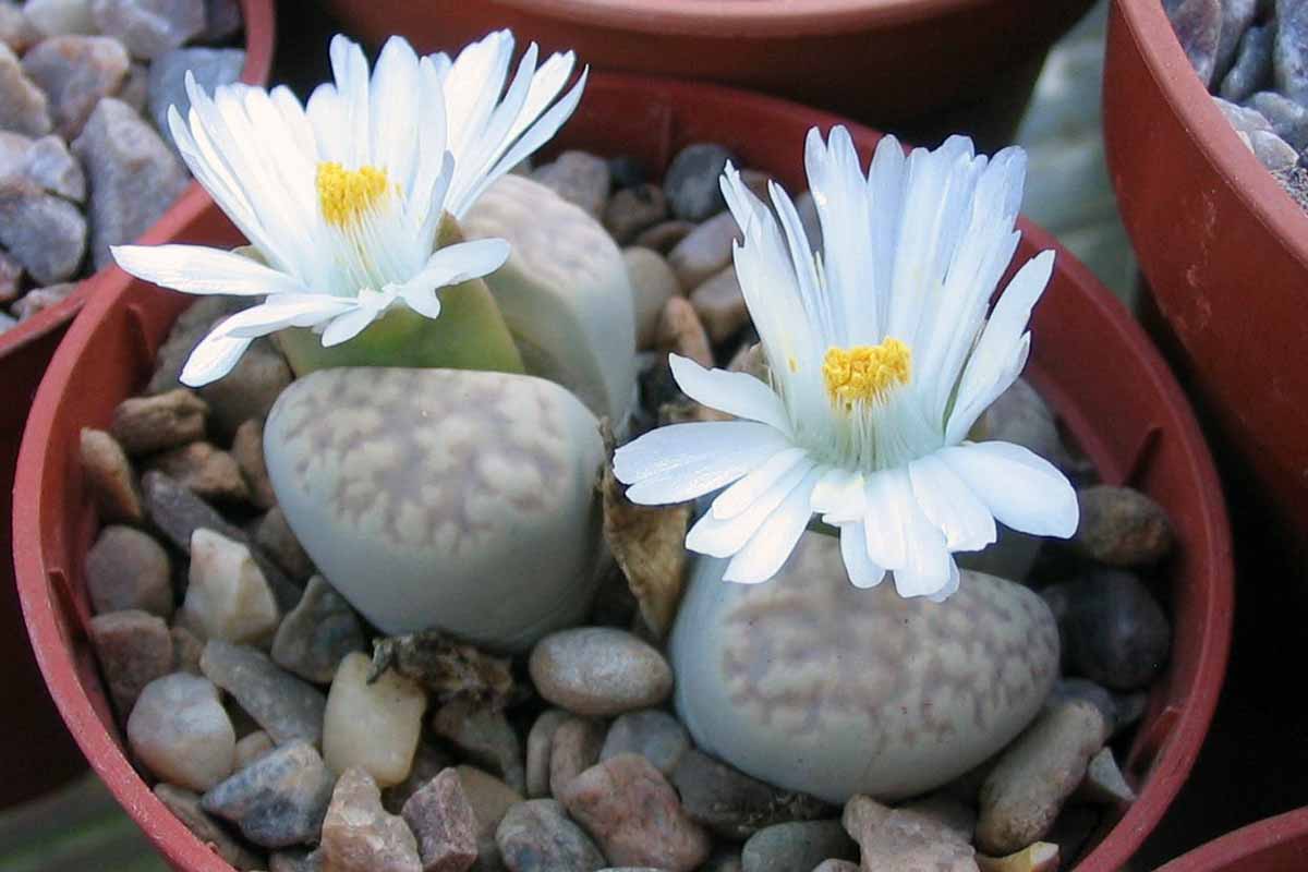A close up horizontal image of two living stone plants growing in a small pot, with white flowers.