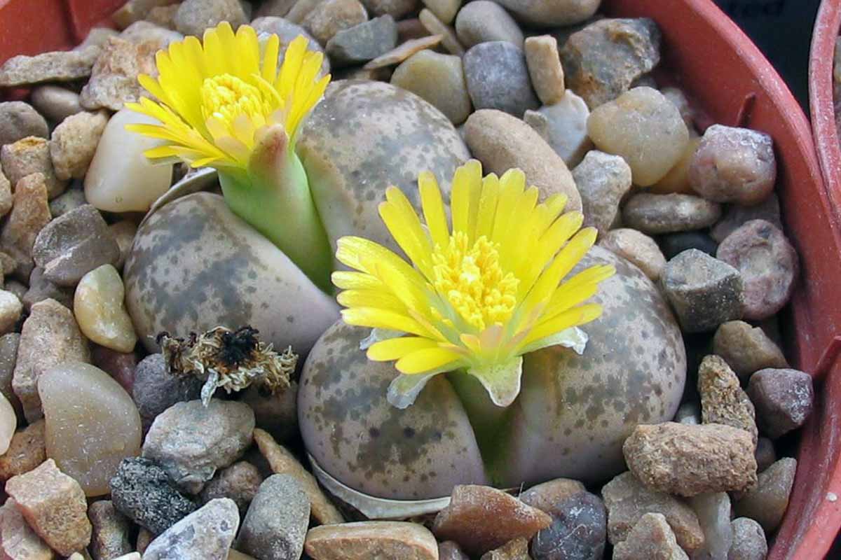 A horizontal image of potted living stone plants in bloom with bright yellow flowers.