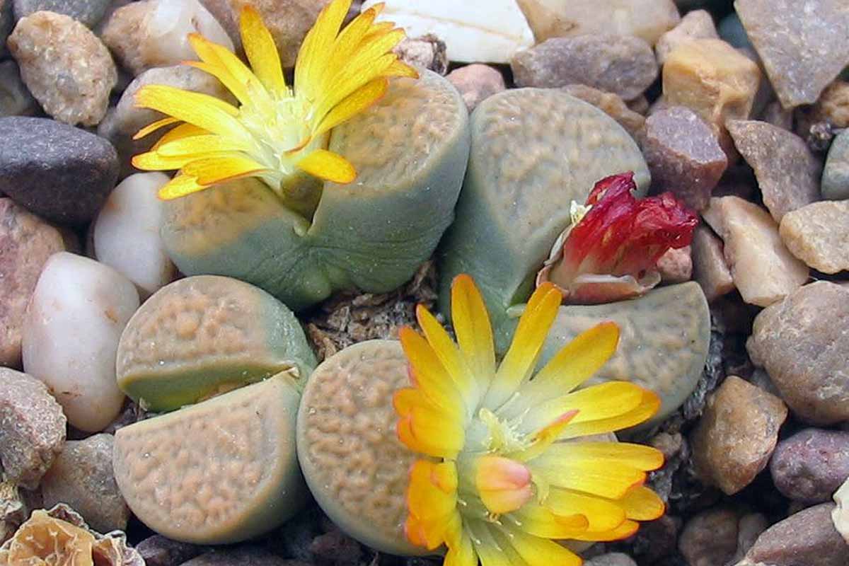 A close up horizontal image of a cluster of flowering living stone plants surrounded by small rocks.