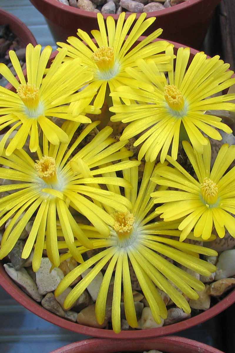 A close up vertical image of the bright yellow flowers of Lithops gesinae living stone succulents.