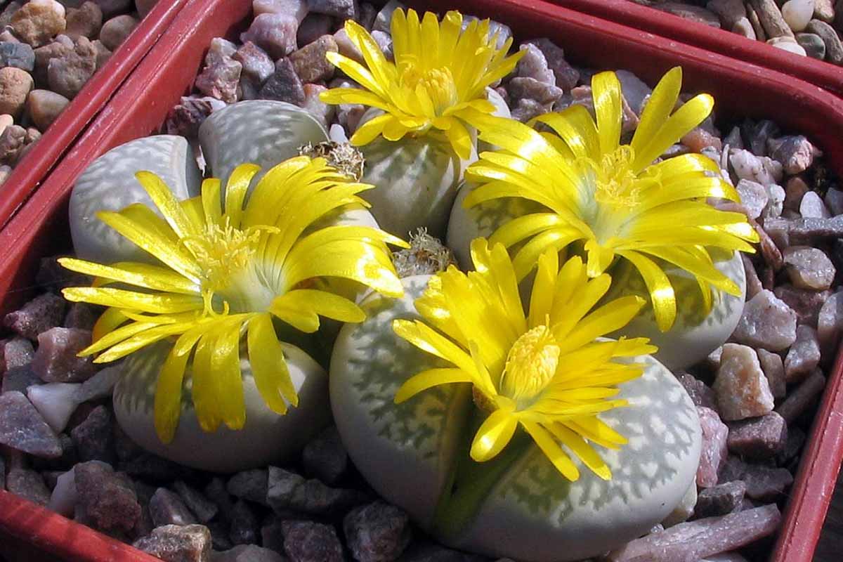 A horizontal image of a small pot with four living stone plants in bloom with yellow flowers, pictured in bright sunshine.