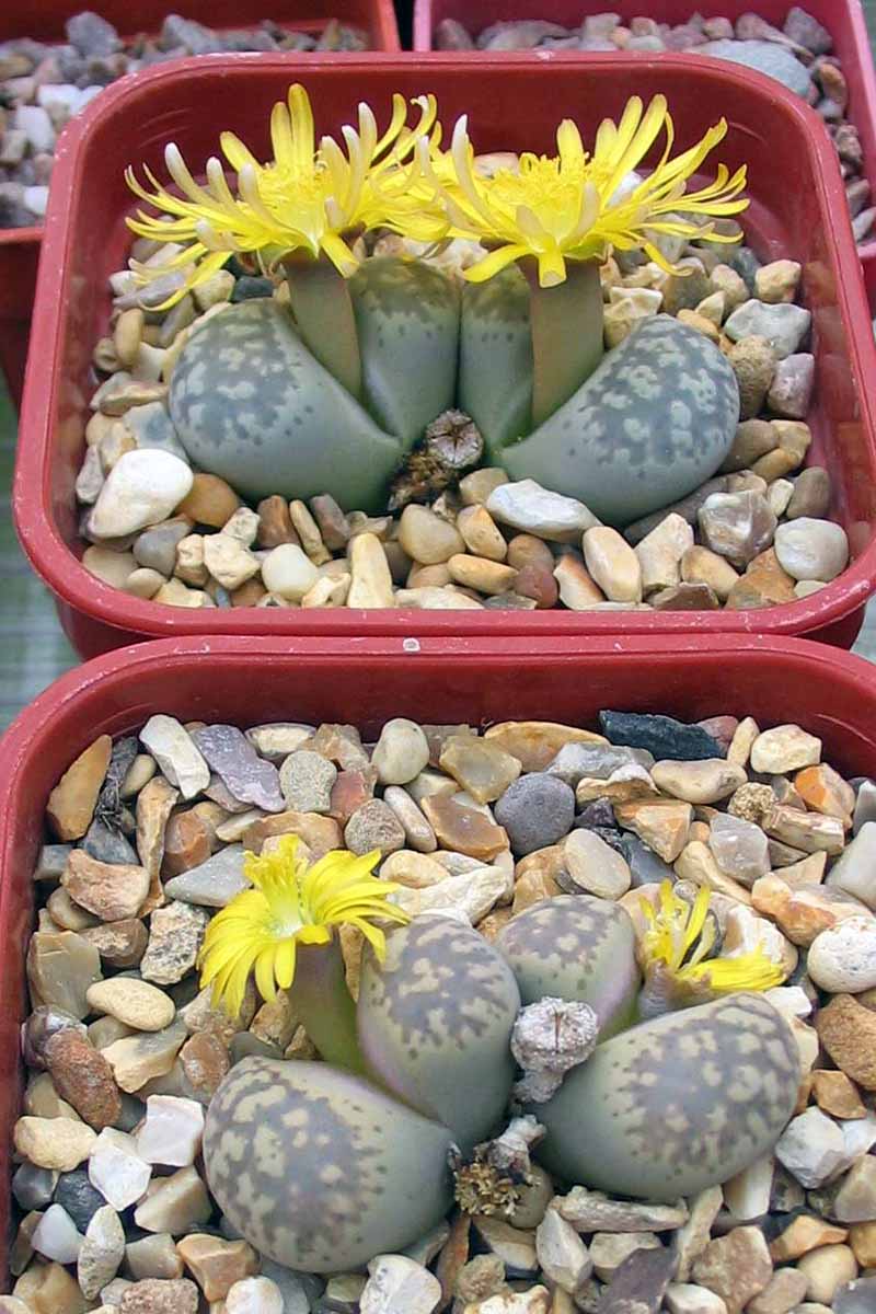A vertical image of two pots growing living stones in full bloom with yellow flowers.