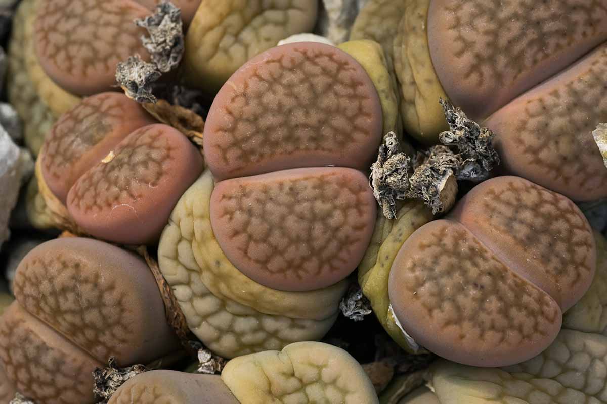 A top down image of Lithops hookeri plants in a tight cluster with some shedding their old leaves.