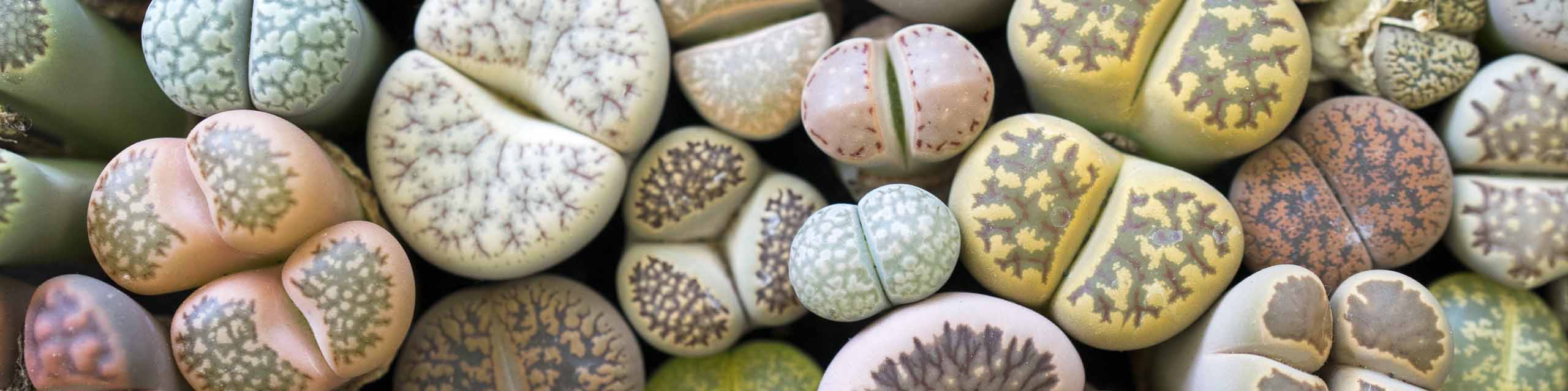 Top down view of various types of lithops or stone plants.