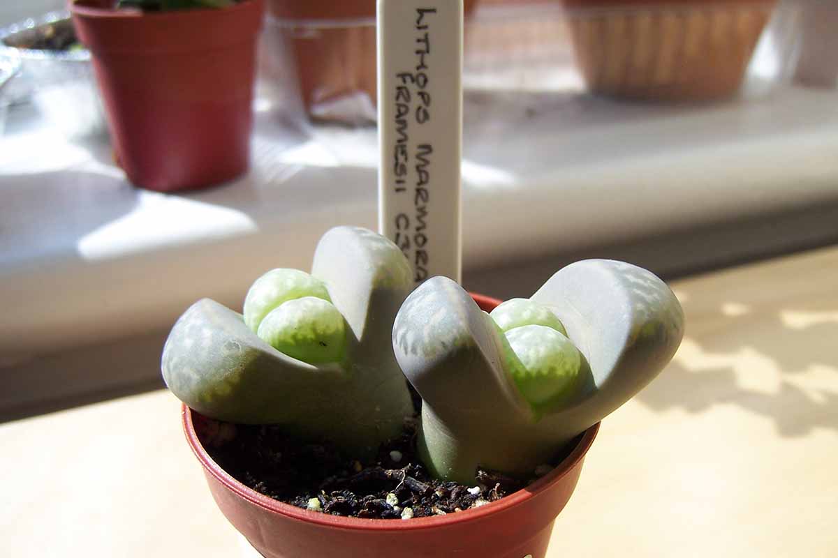 A horizontal image of small living stone plants growing in a four-inch pot, pictured in bright light indoors.