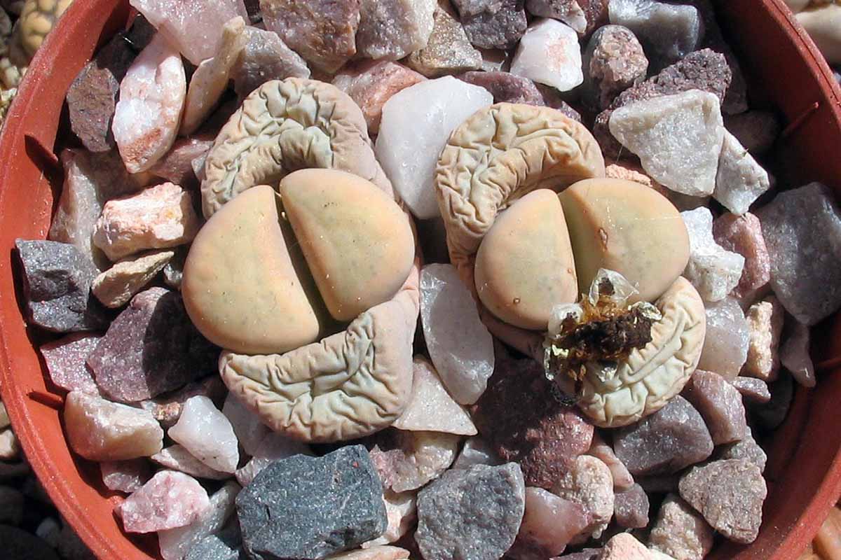 A top down image of living stone plants in a pot surrounded by rocks pictured in bright sunshine.