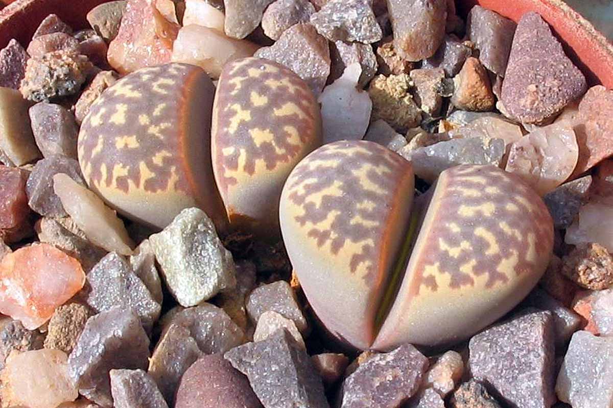 A horizontal image of Lithops naureeniae succulent plants growing outdoors among rocks, pictured in bright sunshine.