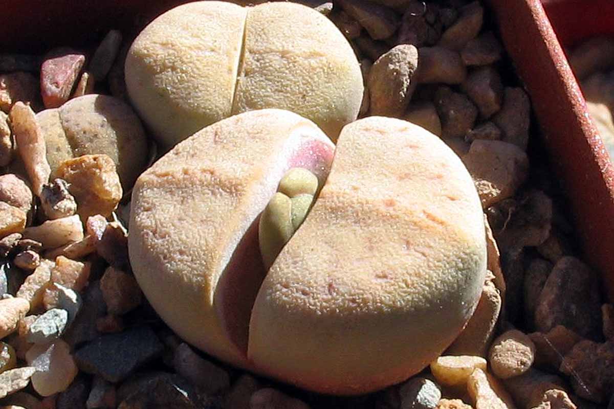 A close up of Lithops vallis-mariae living stones pictured in bright sunshine.