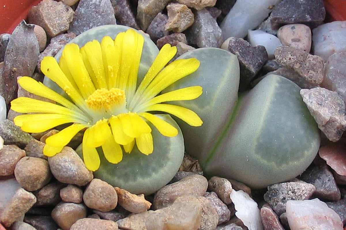 A close up horizontal image of Lithops Viridis succulents growing among rocks, with one in bloom with a bright yellow flower.