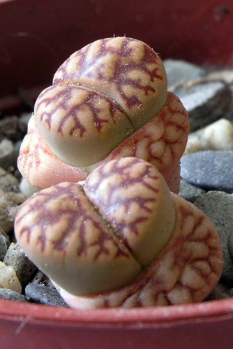 A close up vertical image of two Lithops bromfieldii succulents growing in a pot.