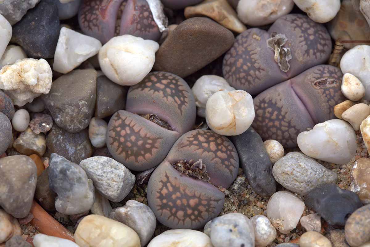 A horizontal image of the textured faces of Lithops comptonii succulents growing in a pot.