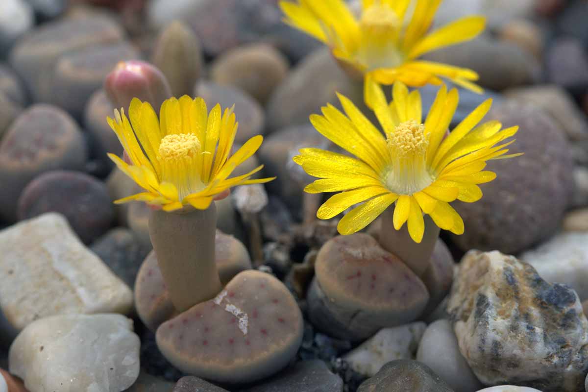 A horizontal image of flowering Lithops dinteri plants growing in a large container.
