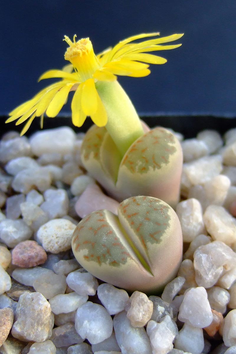 A vertical image of two Lithops dorotheae succulents, with one in bloom, surrounded by pebbles in a container.