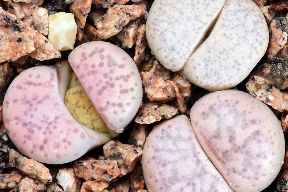 A top down image of the light pinkish-brown faces of Lithops francisci living stone plants.