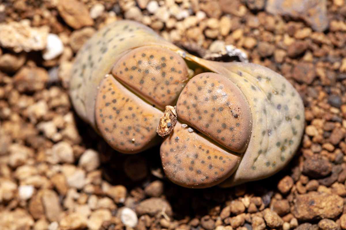 A close up horizontal image of a Lithops fulviceps living stone plant growing in a rocky location.