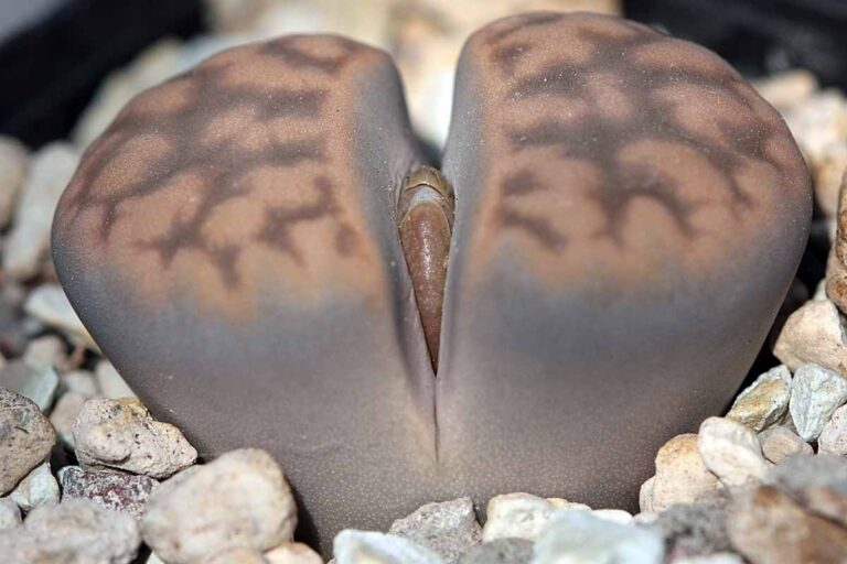 Star Lithops 37 Types of Lithops Succulents | Gardener’s Path