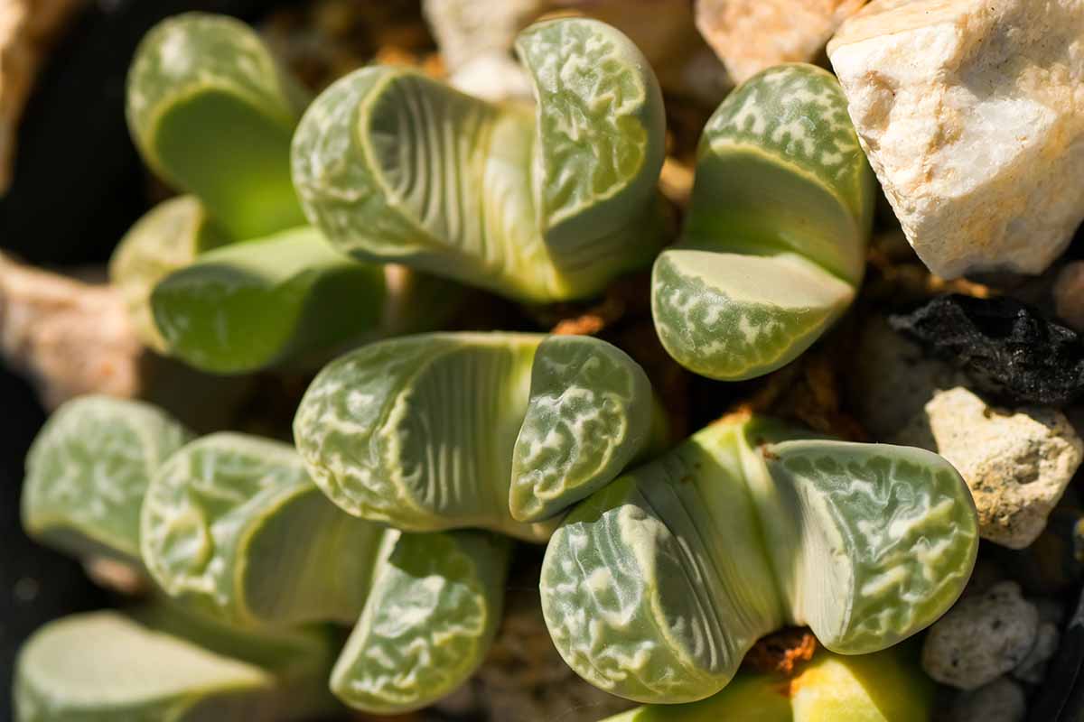 A close up horizontal image of small Lithops helmutii plants with wide fissures, pictured in bright sunshine.