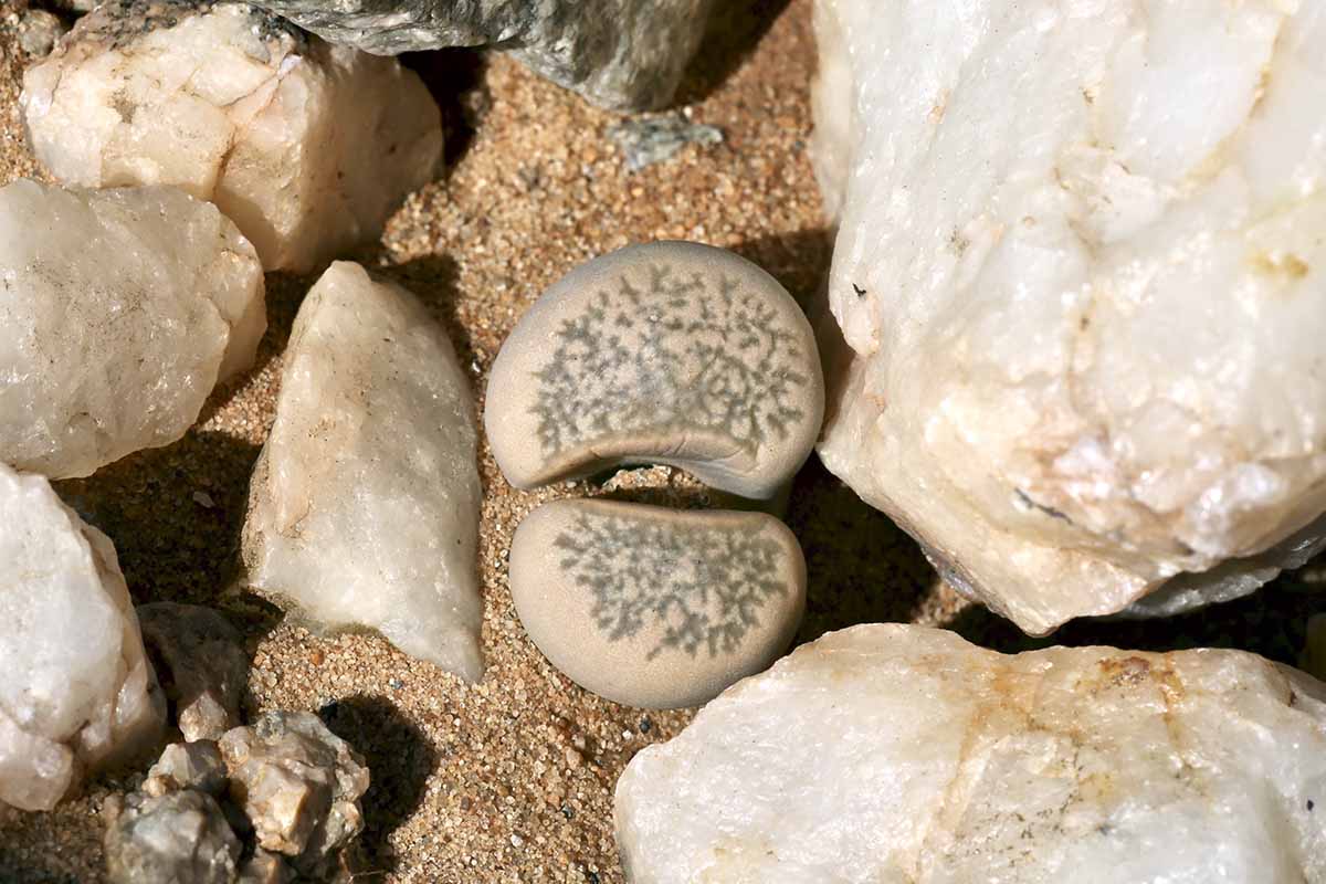 A horizontal image of the face of Lithops herrei living stones, surrounded by rocks, in bright sunshine.