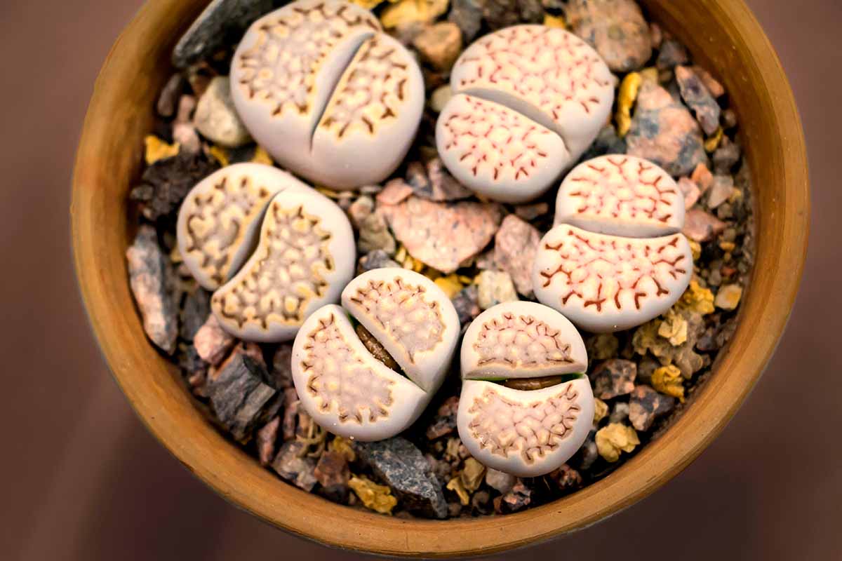 A top down horizontal image of six Lithops julii plants surrounded by small rocks in a terra cotta pot.