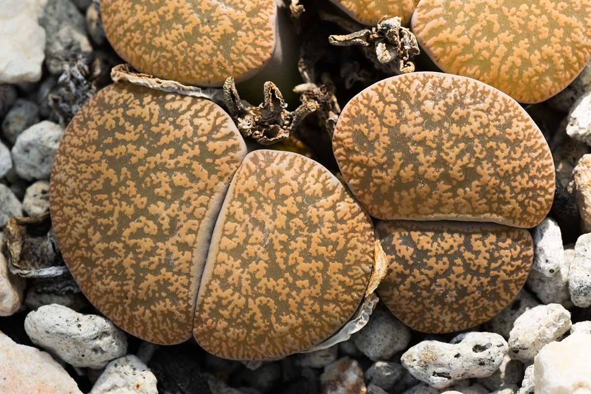 A top down horizontal image of Lithops lesliei showing the intricate patterning on the faces.