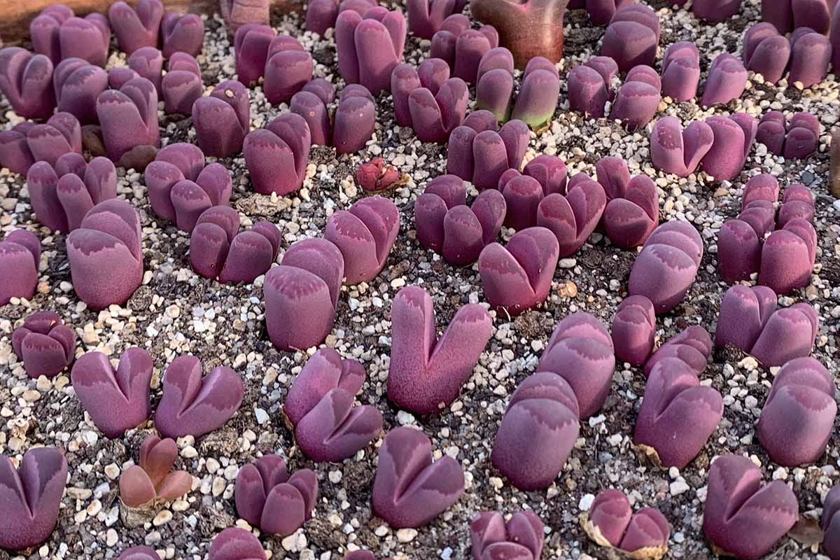 A horizontal image of a large cluster of deep purple Lithops optica rubra succulents growing outdoors.