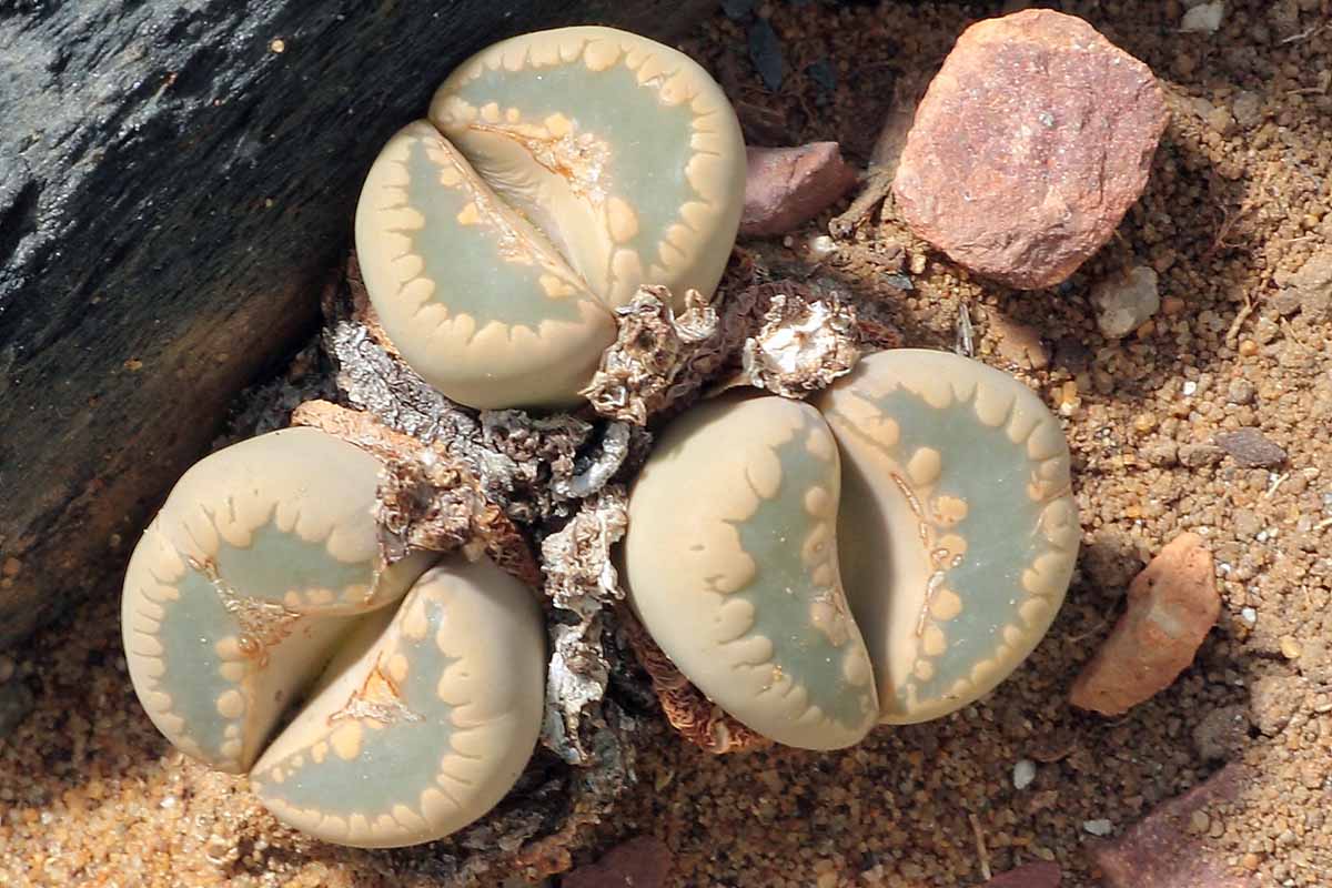 A top down image of the faces of Lithops otzeniana living stones growing in the desert.