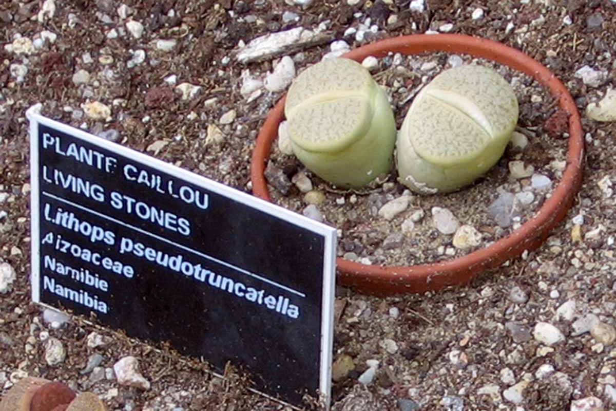 A horizontal image of two potted Lithops pseudotruncatella succulents with a black and white sign in front of them.