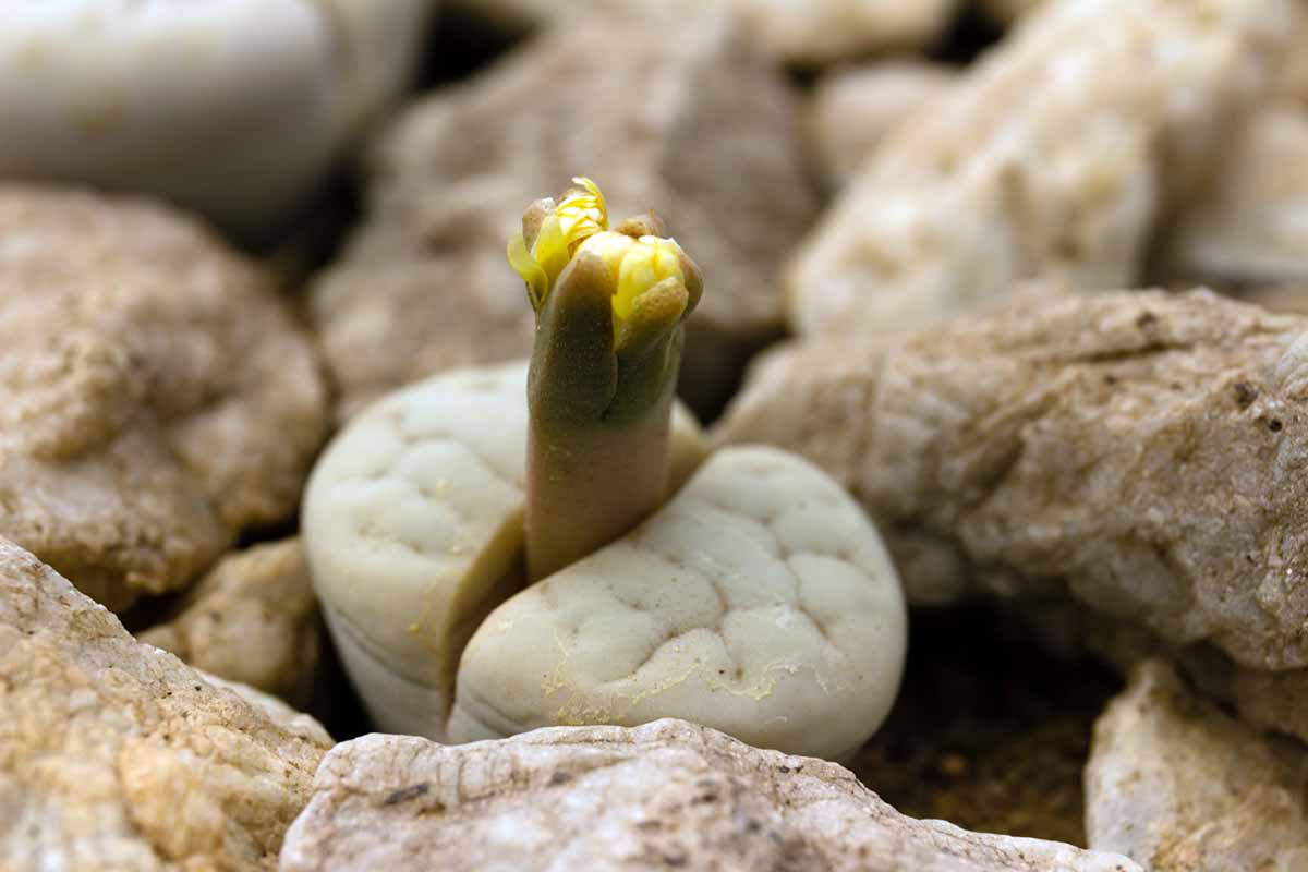 A horizontal image of a single Lithops ruschiorum with a flower bud emerging from the fissure, pictured on a soft focus background.