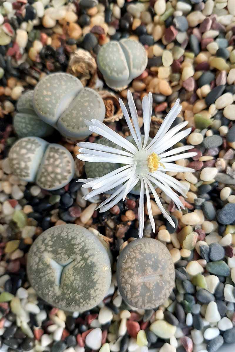 A vertical image of a cluster of Lithops salicola, one of them with a white flower, surrounded by pebbles.
