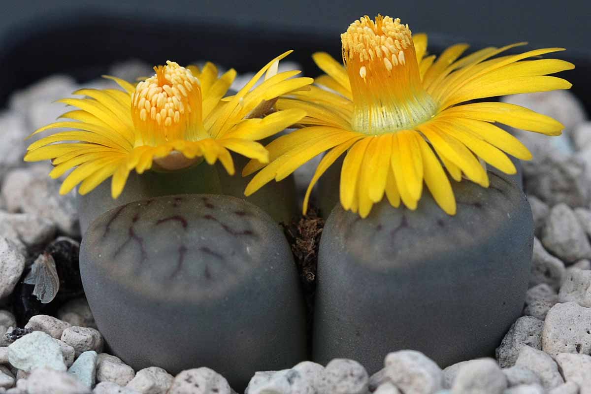 A close up horizontal image of the deep blue-green bodies and bright yellow flowers of Lithops schwantesii living stone succulents.