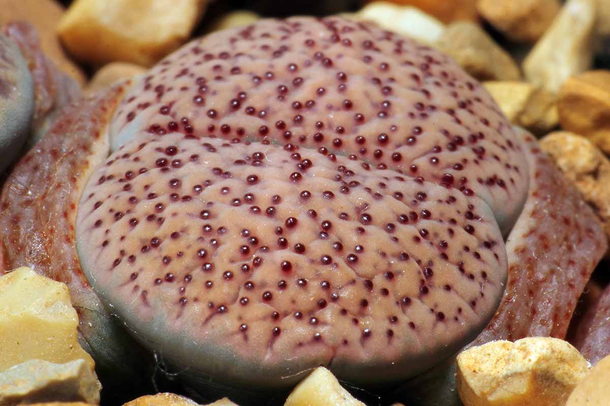 A close up horizontal image of the lumpy, warty surface of the face of a Lithops verruculosa succulent.