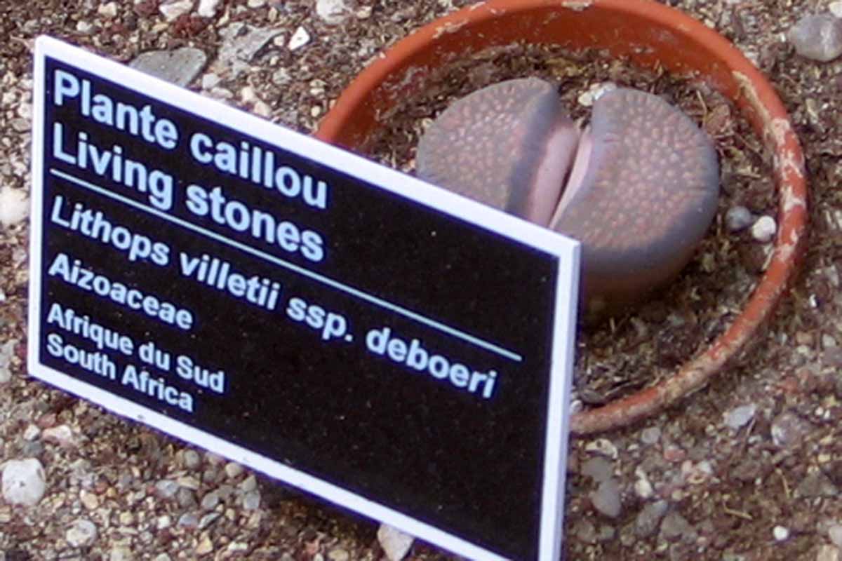 A horizontal image of a single potted Lithops villetii living stone plant with a black and white sign in front of it.