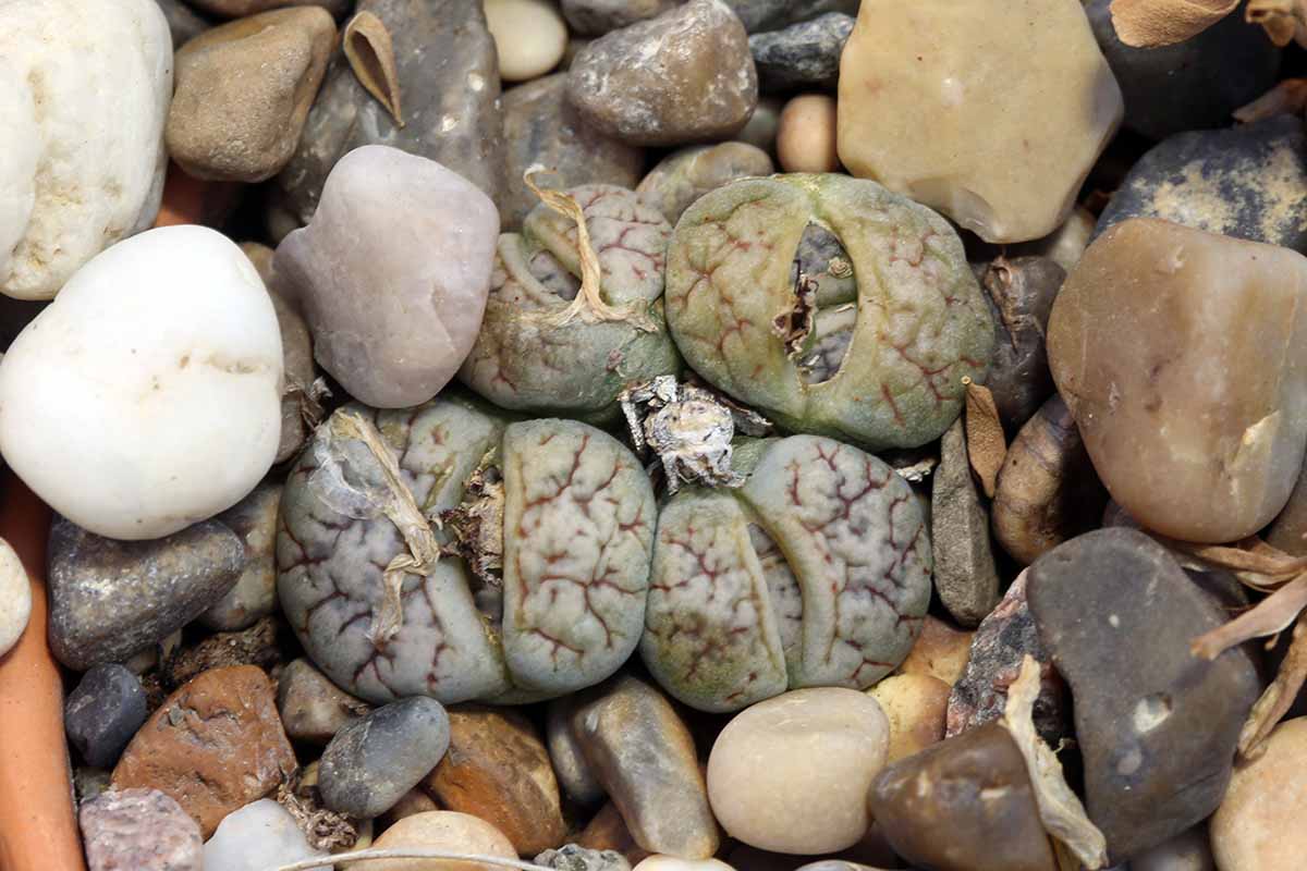 A close up horizontal image of Lithops werneri succulents concealed among rocks.