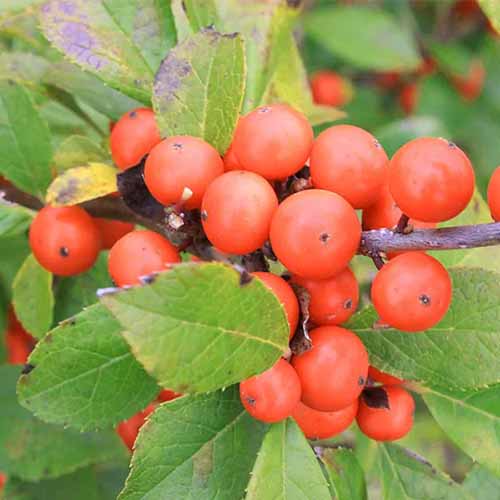 A square image of the red berries of 'Little Goblin' a winterberry species of Ilex.