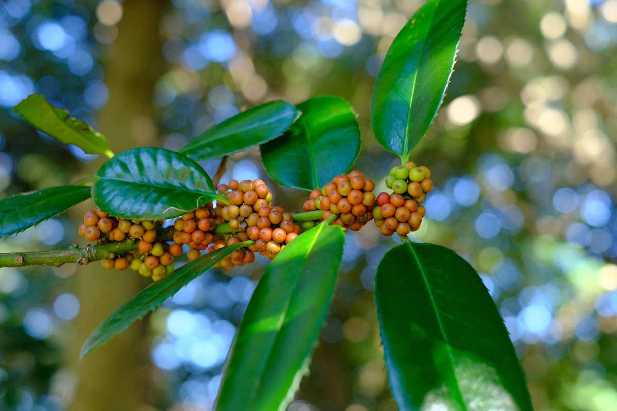 A close up horizontal image of a branch of Ilex latifolia with berries and glossy green foliage pictured on a soft focus background.