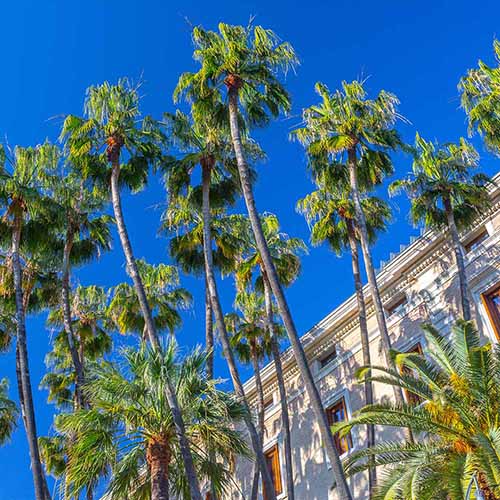 A square image of huge Mexican fan palms growing outside a large residence pictured on a blue sky background.