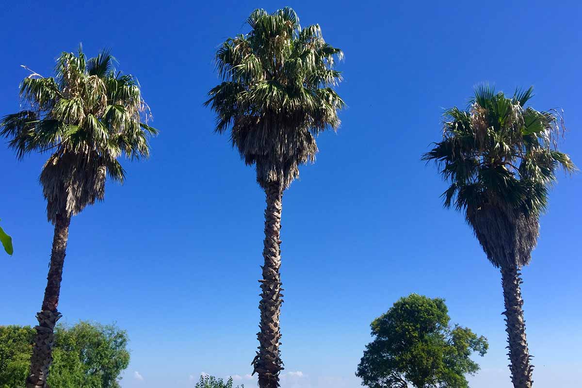 A horizontal image of three huge Washingtonia robusta specimens pictured in bright sunshine on a blue sky background.