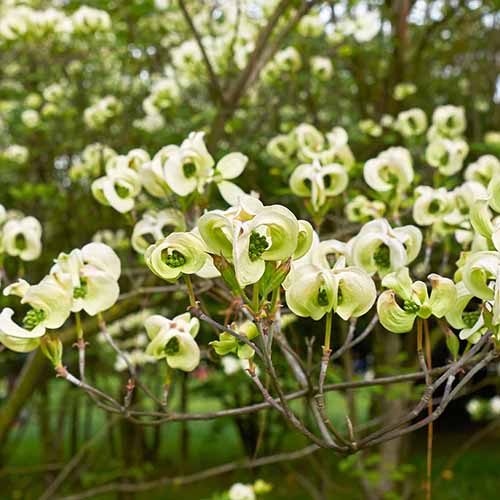 A square image of the flowers of a Mexican flowering dogwood tree.