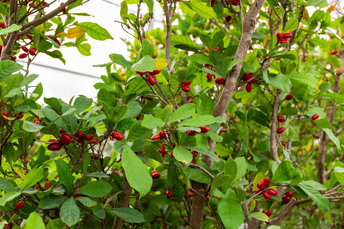 A close up horizontal image of a miracle fruit plant (Synsepalum dulcificum) loaded with ripe red berries.