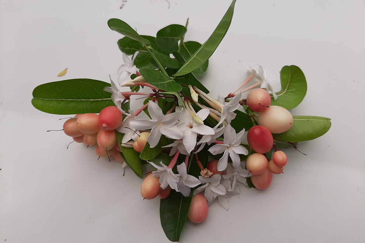 A close up horizontal image of the flowers, berries, and foliage of Synsepalum dulcificum set on a white surface.
