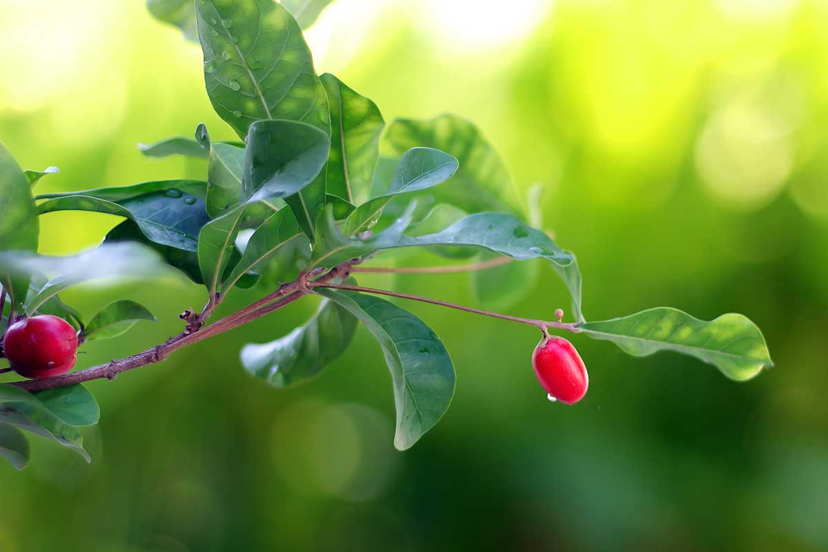A close up horizontal image of the foliage and fruit of a Synsepalum dulcificum plant pictured on a soft focus background.