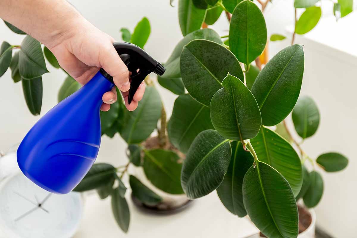 A horizontal photo of a female hand misting a rubber tree potted plant with a blue and black spray bottle.