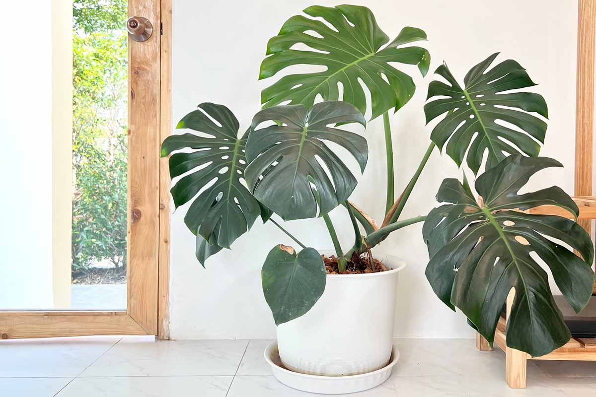 A close up horizontal image of a large monstera (Swiss cheese) plant growing in a white pot set on the ground by a glass door.