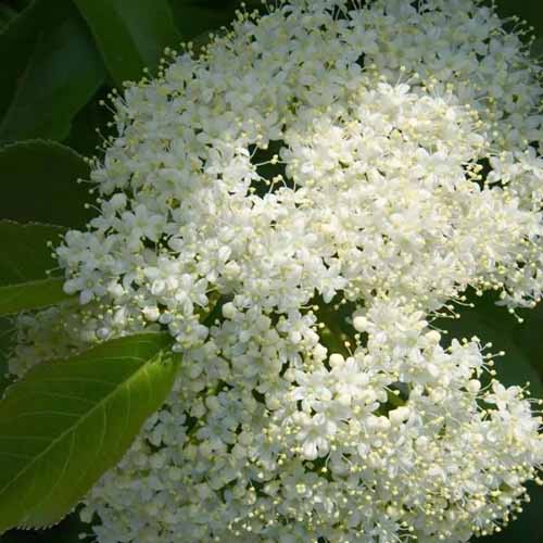 A square close-up shot of the white clustered flower of a nannyberry viburnum bush.