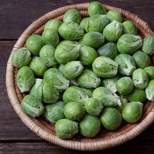 A square image of a basket of 'Nautic' brussels sprouts set on a wooden surface.