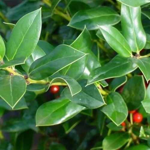 A close up square image of the berries and foliage of 'Needlepoint' Chinese holly growing in the garden.