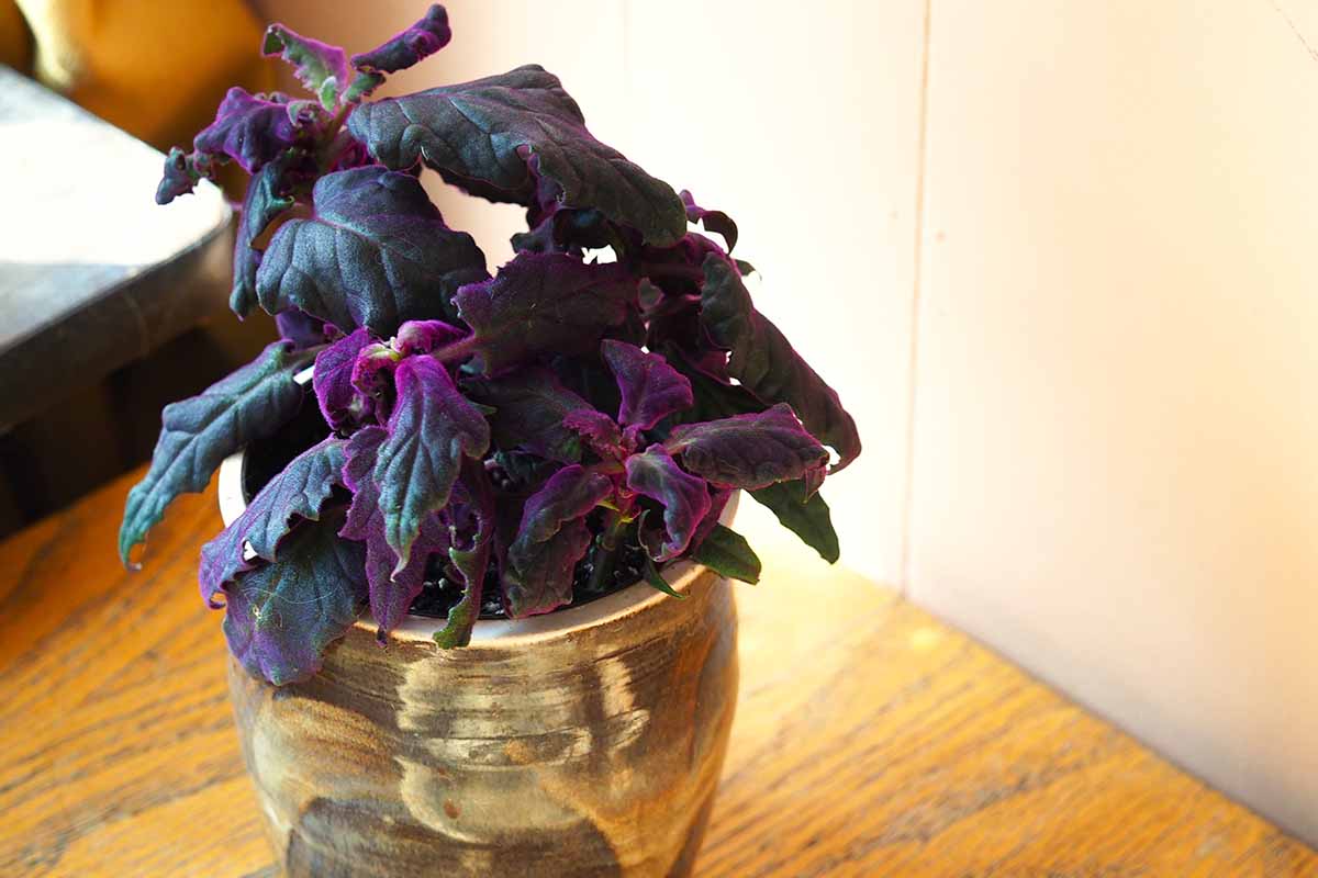 A horizontal image of the dark purple, sagging leaves of a purple passion plant (Gynura aurantiaca) growing in a brass pot.